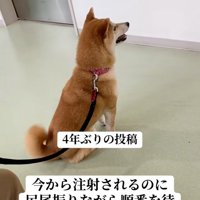尻尾を振るみなみちゃん