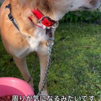 キョロキョロ警戒…