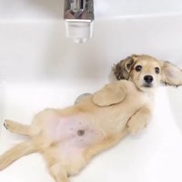 洗面台でリラックスする子犬