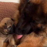 仲良しな2匹にホッコリ