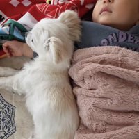 ウィルくんの方が小さくなりました