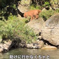 心配そうに右往左往