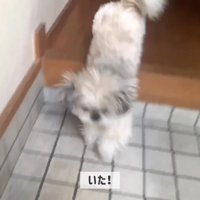 てんぽさんの熱烈歓迎2