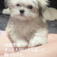 玄関で飼うことにする