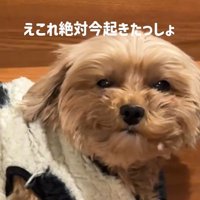 チャチャちゃんのお出迎え3