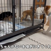 先輩犬たちとの暮らしがスタート