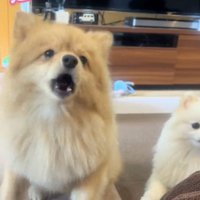 アピールするキャシーちゃん