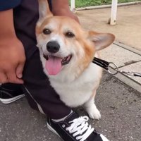 嬉しそうな犬