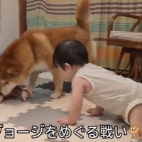 赤ちゃんとおもちゃを取り合う柴犬