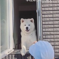 秋田犬のお見送りとお出迎え8