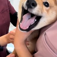 泣き止まないつくねちゃん