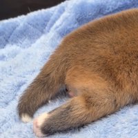 横向きになった子犬の後ろ足
