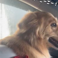 戦闘態勢のフィオレちゃん