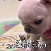 フレブルはおっとり屋さん♡