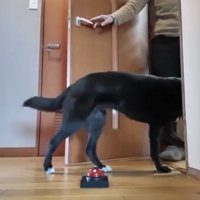 開いたドアから中へ入る犬
