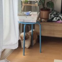 鳥かごの周りを歩く犬
