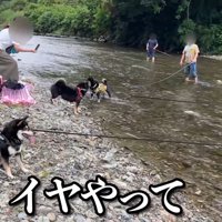 川に入ることを拒否！