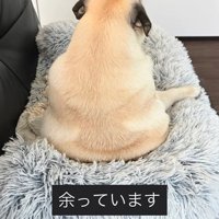 人間のように座るまめぞう君9