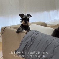 ソファ越しにたたずむ犬