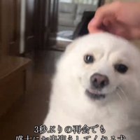 撫でられるべらちゃん