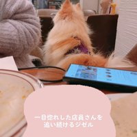 店員さんを見つめるジゼルちゃん