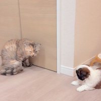 赤ちゃん犬と猫のふれあい