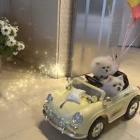 車に乗って登場する2匹の犬