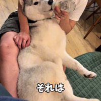 ミルクを飲む大型犬