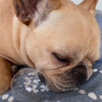 「オフ、オフ、オフ」