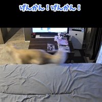 急いで玄関に向かおうとする犬