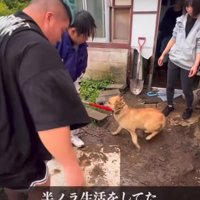 保護された瞬間の犬