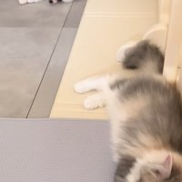 横になる子犬と子猫