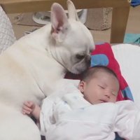 赤ちゃんに寄り添うロイちゃん4