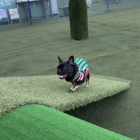 服を着て坂を駆け上がる犬