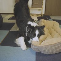 ベッドを持ってきました