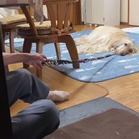 ユーリちゃんは知らんぷり