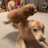 みるくちゃんと蘭ちゃん7