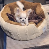 ティーナちゃんをお散歩に誘ったら…