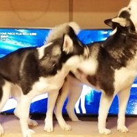 テレビ前でウロウロ