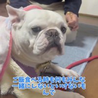 見つめる犬