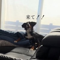 ソファに座って女性を呼ぶ犬