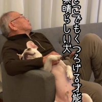 落ちそうで落ちないブン太くん