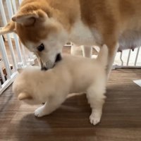 指導後は優しく毛づくろい