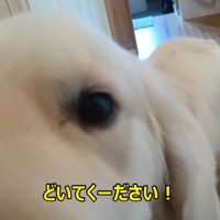 パパさんにちょっかいを掛けて…