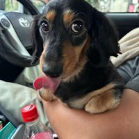 舌を出す犬