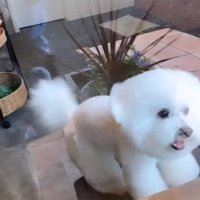 ショーンくんのお迎え5