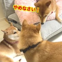 豆じろうくんが一喝するも…