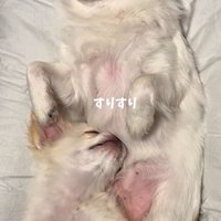 ぽてと君とお兄ちゃん犬2