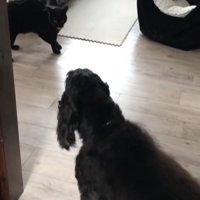 完全にビビッているルークくん