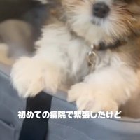 緊張するこげまるくん